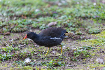 Bird on field