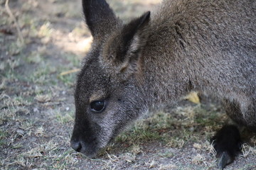 Kangaroo 