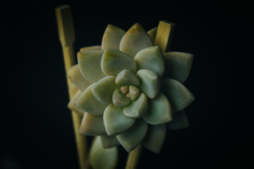 Closeup of Succulent Plant