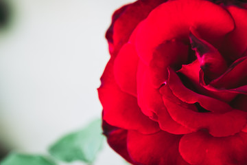 Naklejka premium Close up sur le coeur d'une rose rouge