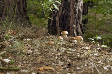 Beautiful fresh edible mushrooms, porcini mushrooms in the woods. Family of Boletus Porcini mushroom surrounded by plants is on a forest floor