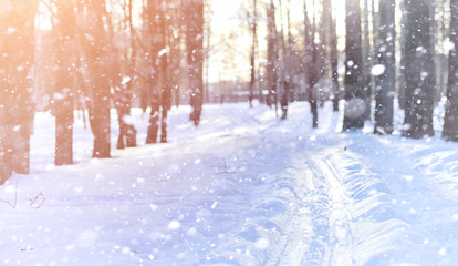 Winter landscape snow covered expanses. A park in the winter in