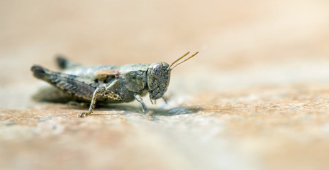Brown locust insect resting on the ground, web banner idea