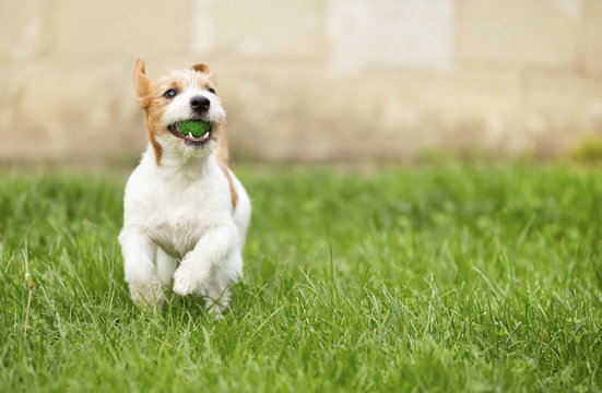Happy smiling jack russell pet dog puppy playing with a ball