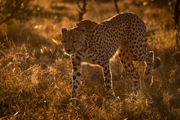 Backlit cheetah walks in savannah at sunset