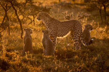 Backlit cheetah with three cubs at sunset