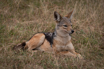 Black-backed jackal lying in grass looking right