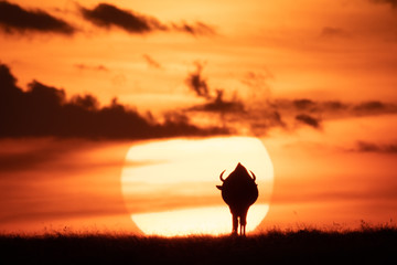 Blue wildebeest on horizon silhouetted against sun