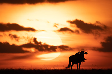 Blue wildebeest silhouetted against orange setting sun