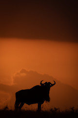 Fototapeta na wymiar Blue wildebeest silhouetted on horizon at sundown