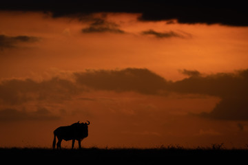 Blue wildebeest silhouetted at sunset on horizon