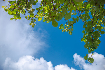 Blue sky and cloud with tree on foreground.