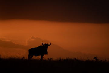 Fototapeta na wymiar Blue wildebeest silhouetted at sundown on horizon