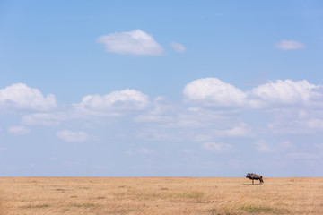 Obraz premium Blue wildebeest stands near horizon on savannah