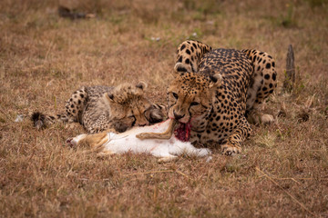 Cheetah and cub eating scrub hare together