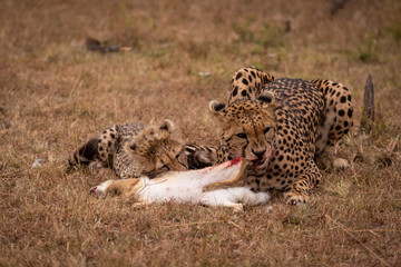 Cheetah and cub chewing scrub hare together