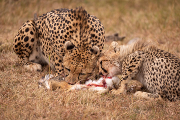 Cheetah and cub feed on scrub hare