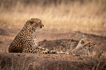 Cheetah and cub lie on dirt mound