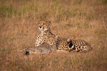 Cheetah and cub lie in grass together