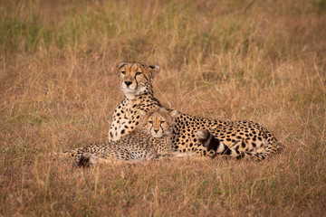 Cheetah and cub lie staring over savannah