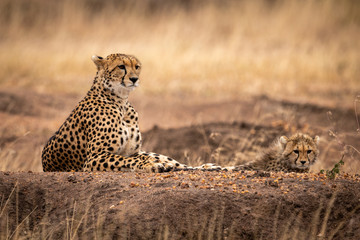 Cheetah and cub lying on dirt mound