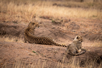 Cheetah and cub lying on earth mound