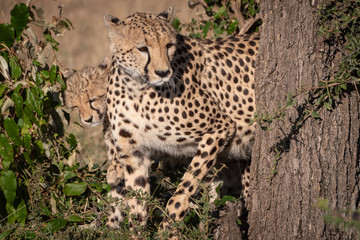 Cheetah and cub peep round tree trunk