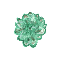 flower isolated on white background