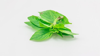 basil leaves