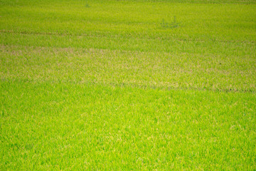 Obraz na płótnie Canvas Green rice paddy field in South Korea around harvest season