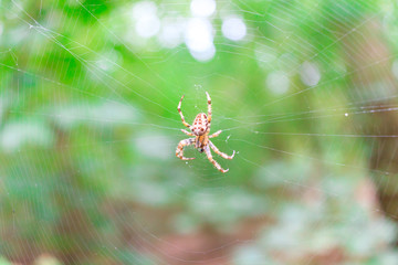 A Spider On A Web