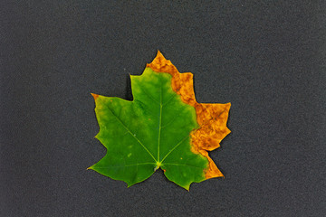 maple leaf on textured background / bright autumn maple leaf end of summer