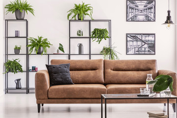 Brown leather sofa and table in white living room interior with plants on shelves and posters. Real photo
