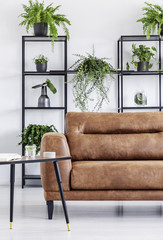 Plants on shelves in white modern living room interior with table next to leather sofa. Real photo