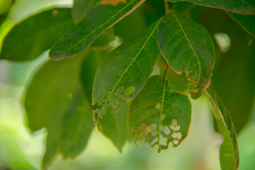 Close up of leaf decay on tree in nature.