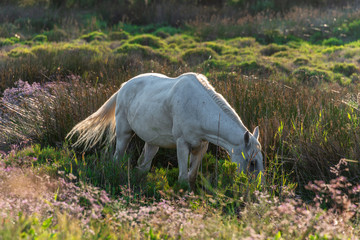 Fototapeta na wymiar Impressionen aus der Camargue - Die weißen Pferde im Morgenlicht 