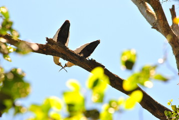 Couple of birds kissing / Two love birds up in a tree crossing their beaks