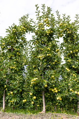 Fototapeta na wymiar Frutteto di meli con rami carichi di mele gialle