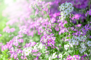 Image is blurry background.Flowers white and purple color is beautiful can be used as a background.