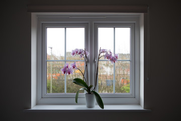 Window with orchid pot