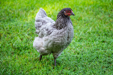 Beautiful chickens