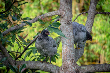 Beautiful chickens