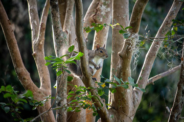 Hanging on a tree