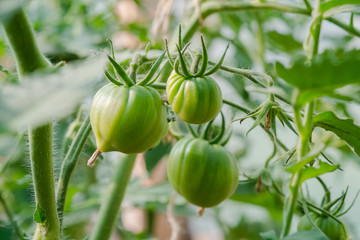 Fototapeta premium Closeup group of young green tomatoes growing in greenhouse. Green tomatoes plantation. Organic farming. Agriculture concept. Unripe tomatoes fruit on green stems.