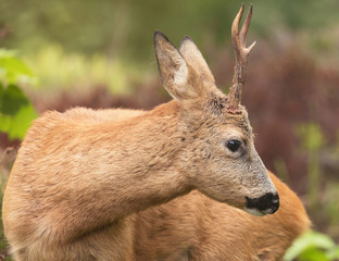 Deer buck, (Capreolus capreolus) In the forest environment. Sweden.