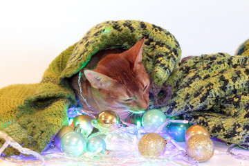 New Year's Abyssinian cat with balls and garland. perfect for advertising, cards, congratulations on a happy new year, christmas