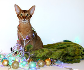 Abyssinian red cat sits with a garland around his neck. card for the new year, christmas 