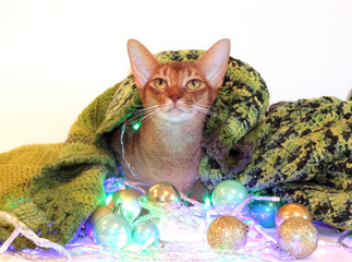 the cat looks at the camera and thinks about the magic. New Year's Abyssinian cat with balls and garland. perfect for advertising, cards, congratulations on a happy new year, christmas