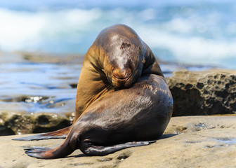 Sea Lion