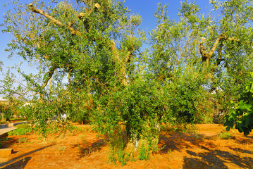 Ancient olive trees of Salento, Apulia, southern Italy